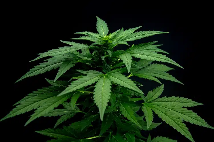 Empresa produtora de maconha vai usar tecnologia blockchain em seus processos